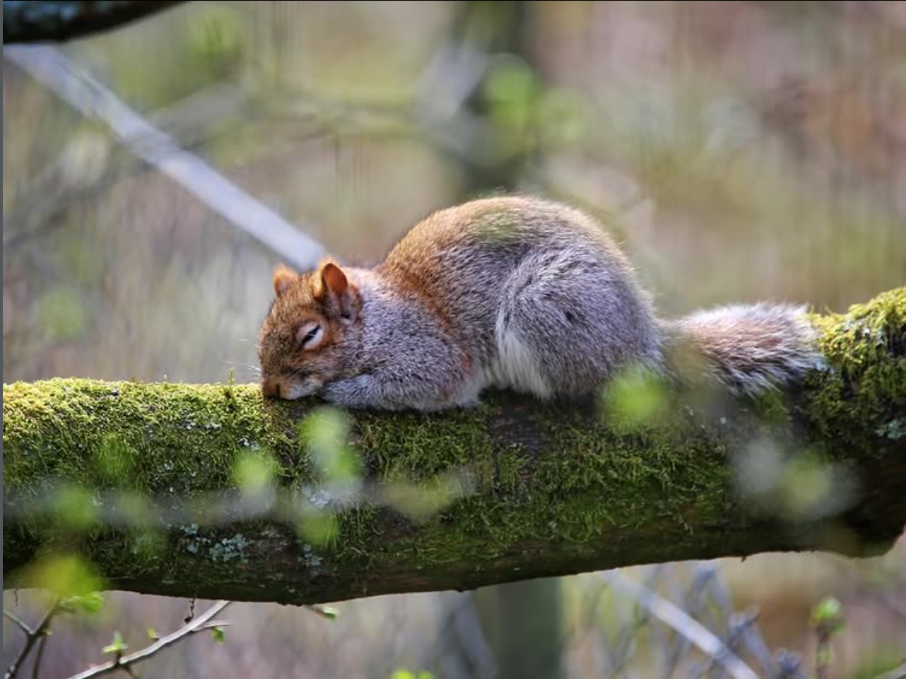 Nature photograph 1