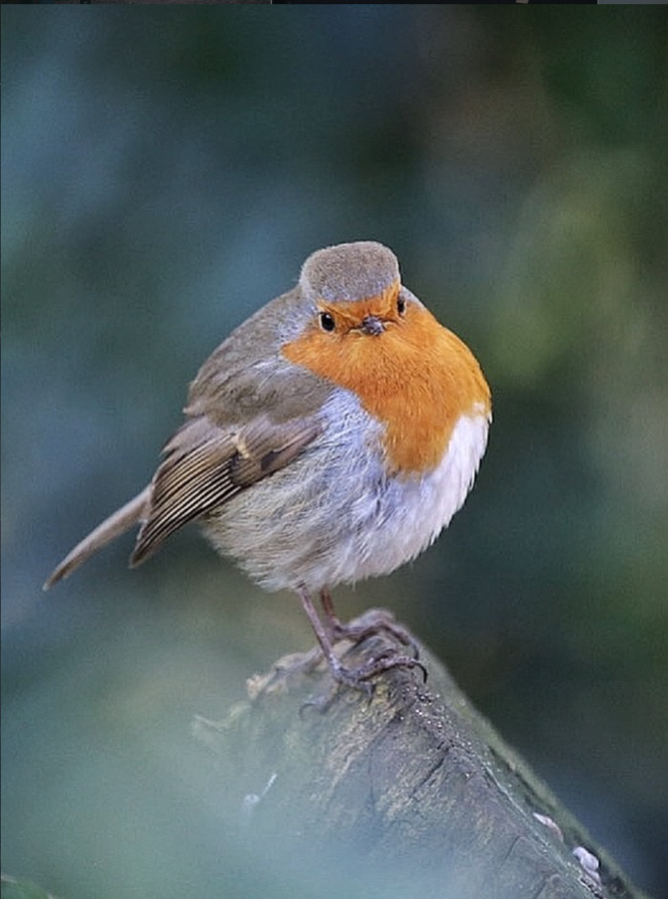 Nature photograph 2